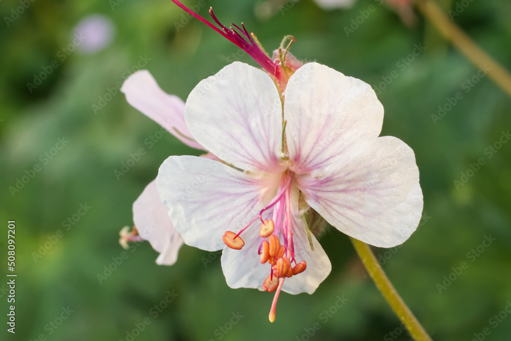 Blooming geranium macrorrhizum with closeup of blossom, also known as bigroot geranium, Bulgarian geranium, and rock crane's-bill. Blooming geranium macrorrhizum with closeup of blossom, also known as bigroot geranium, Bulgarian geranium, and rock crane's-bill.