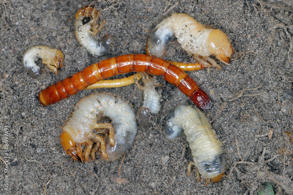Wireworms and grubs - common pests of various plants that eat roots in ...