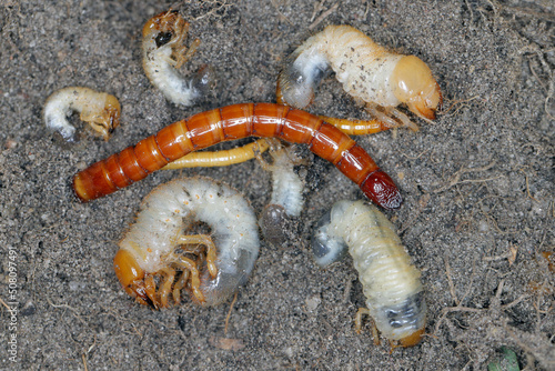 Wireworms and grubs - common pests of various plants that eat roots in soil.