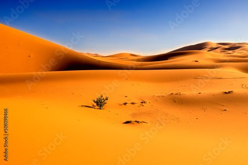 Arbusto en el desierto del Sahara. Sur de Marruecos. photo