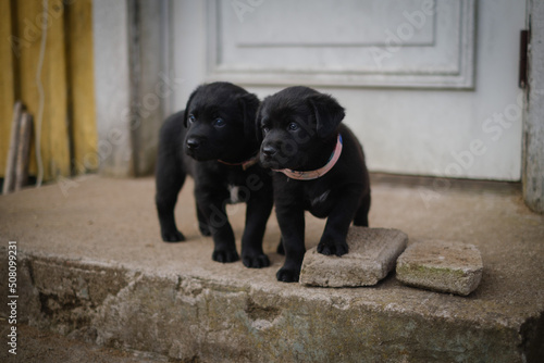 Black puppies mixed of Labrador retriever and Border collie