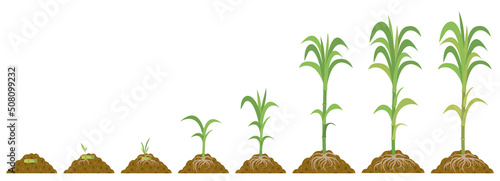 Cultivation sugarcane, stages growth. Phases maturation plants.