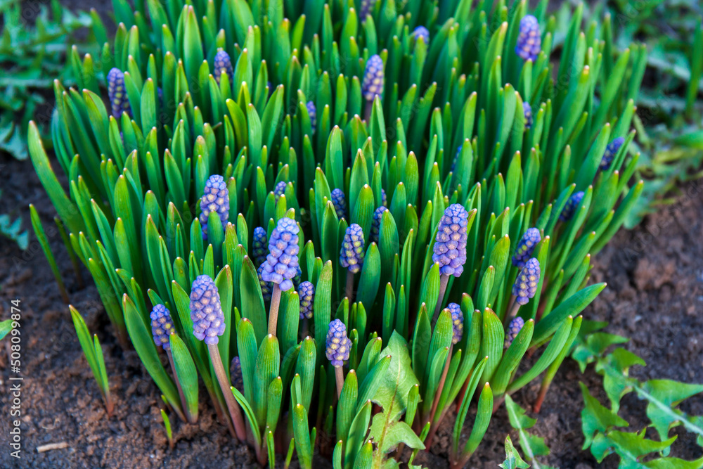 Blue Muscari flowers. A group of Grape hyacinth (Muscari armeniacum) blooming in the spring garden. Blue Muscari flowers. A group of Grape hyacinth (Muscari armeniacum) blooming in the spring garden.