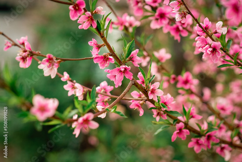 pink peach flowers in the spring garden 