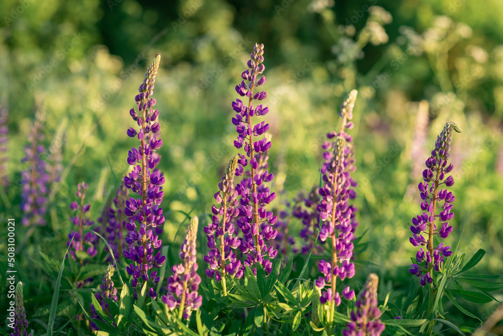 violet lupins flowers in the field violet lupins flowers in the field