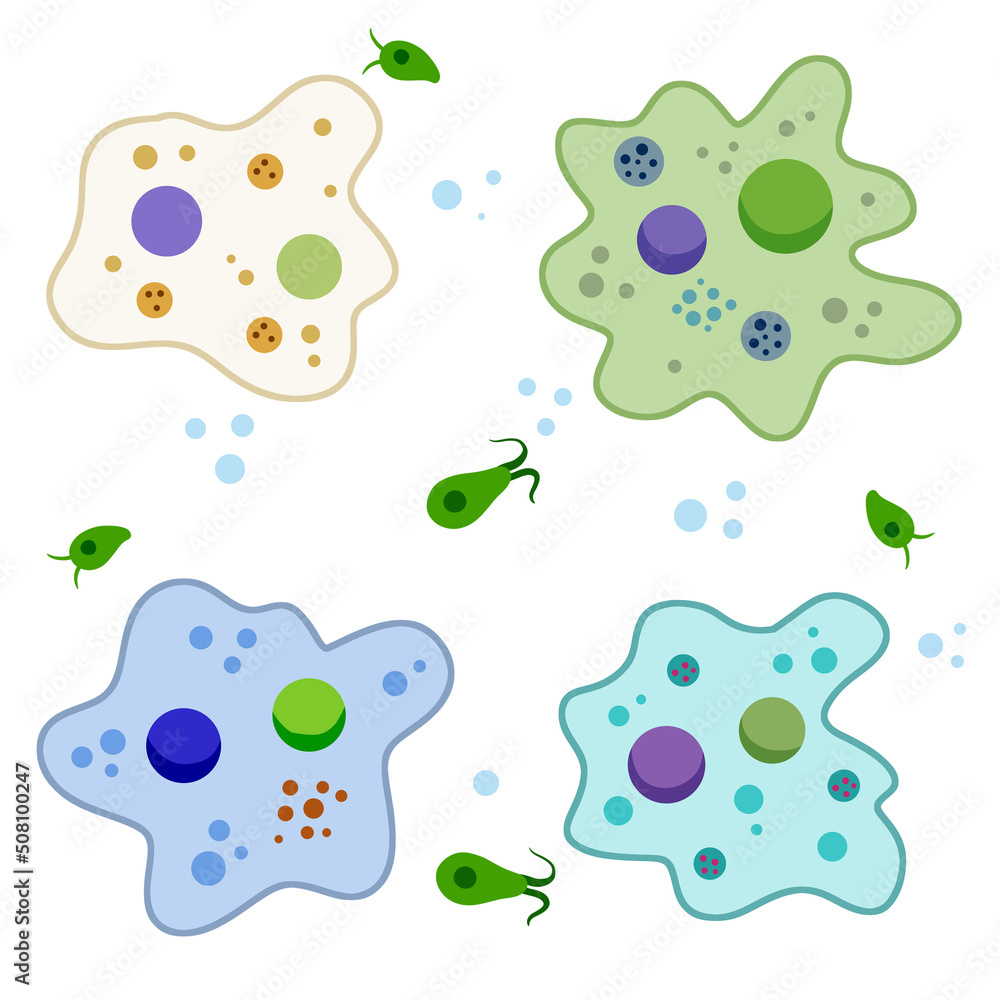 Amoeba cell. Small unicellular animal. Virus and bacteria. Education and science. Amoeba cell. Small unicellular animal. Virus and bacteria. Education and science.