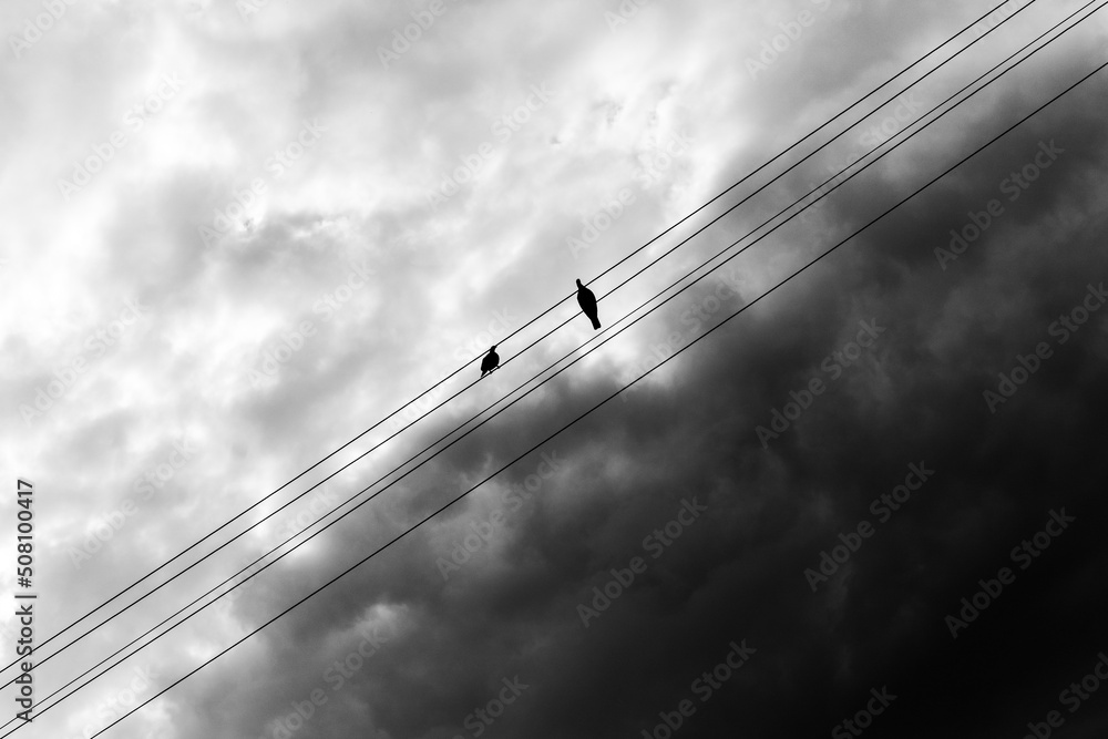 Dlaczego Ptaki Siedzące Na Drutach Wysokiego Napięcia Są Bezpieczne Ptaki na liniach wysokiego napięcia Stock Photo | Adobe Stock