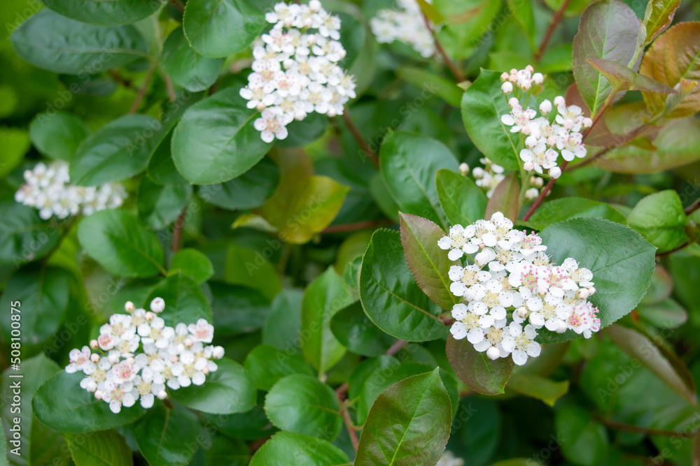 White flowers of Aronia melanocarpa shrub in spring. Black chokeberry blossom and green leaves close up. Photo for the catalog of plants and landscape designers. White flowers of Aronia melanocarpa shrub in spring. Black chokeberry blossom and green leaves close up. Photo for the catalog of plants and landscape designers.