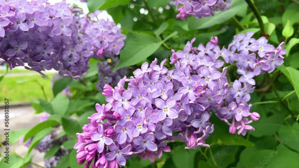 A beautiful blooms bunch of lilac closeup. Branch of lilac flowers with the leaves in the garden. A beautiful blooms bunch of lilac closeup. Branch of lilac flowers with the leaves in the garden.
