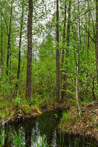 Green vegetation and swamp in the forest. Nature Landscape background on springtime day