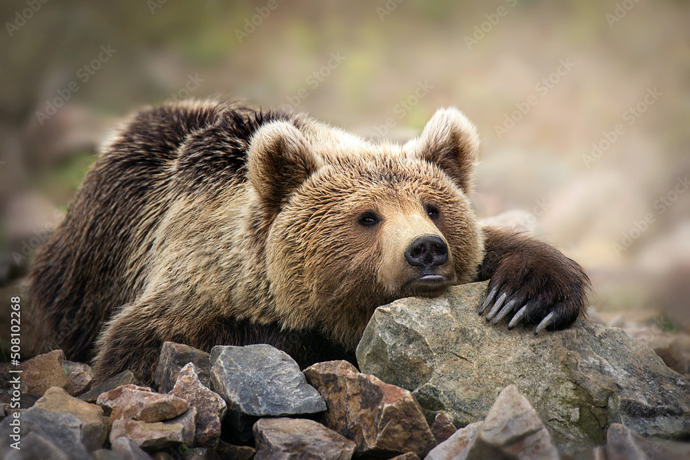 Bear sleep on a rock, close up portrait Bear sleep on a rock, close up portrait