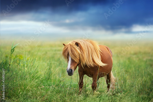 Pony on green grass in sunlight