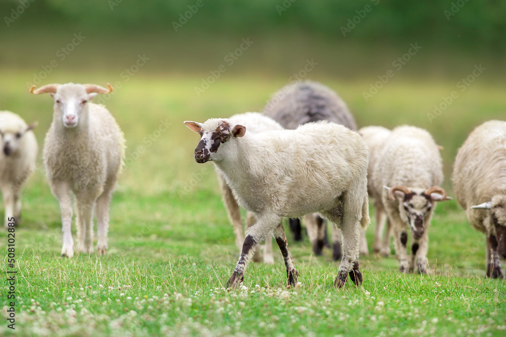 sheep and lambs