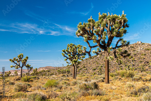 Joshua Trees or yucca against the clear blue sky and large boulders in Joshua Tree national Park in California during summer.