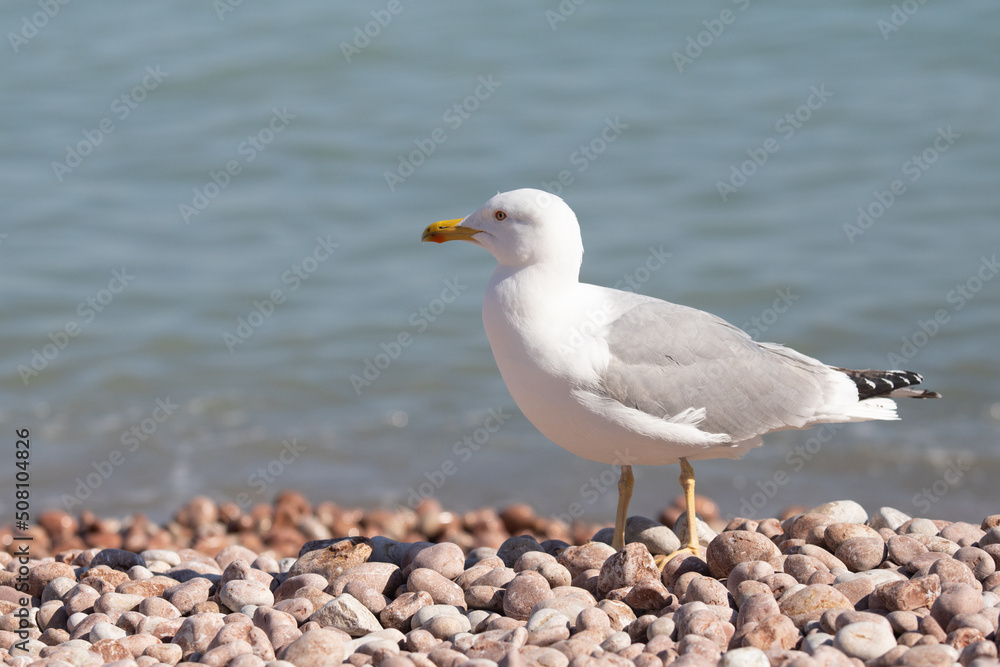 Seagull sits on the beach by the sea.