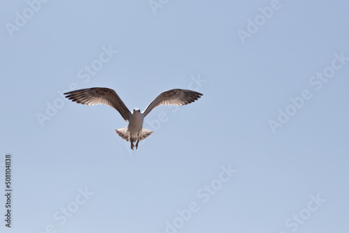 Seagull in flight against the sky