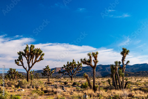 Joshua Trees or yucca against the clear blue sky and large boulders in Joshua Tree national Park in California during summer.