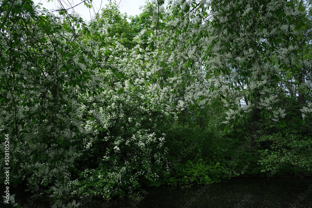 Blooming tree on the pond, blue flowers, tree reflection on the pond, natural colors Blooming tree on the pond, blue flowers, tree reflection on the pond, natural colors