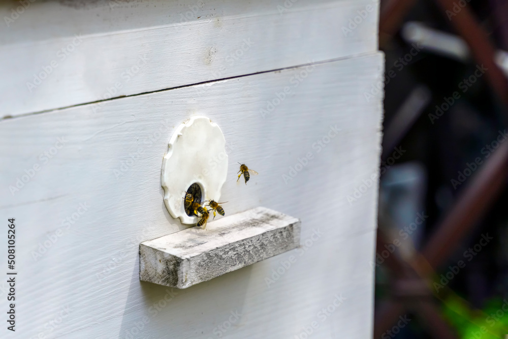 Bees with honey on their legs fly into the hive through the hole Bees with honey on their legs fly into the hive through the hole