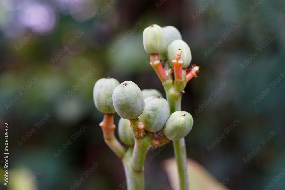 Flower Buds Blooming Milkweed Butterfly with Blurry Background Flower Buds Blooming Milkweed Butterfly with Blurry Background