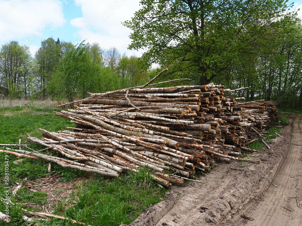 on the site in the forest, tree trunks cut down