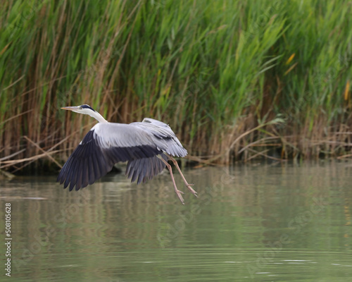 Bird Gray Heron taking flight from the marshy swamp photo