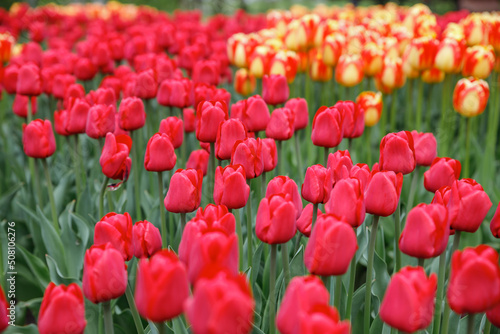 Blooming tulips flowerbed in Keukenhof flower garden. Keukenhof is the world s largest flower and tulip garden park in South Holland. Lisse  South Holland  the Netherlands.