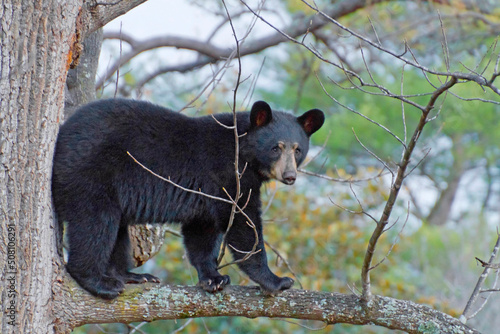 Black Bear High Up on a Tree Branch