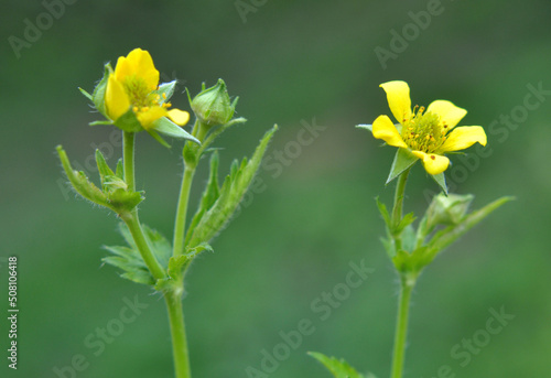 Geum urbanum grows in nature photo