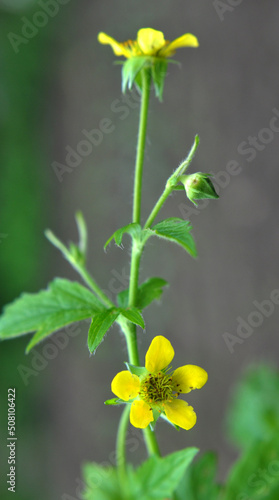 Geum urbanum grows in nature photo