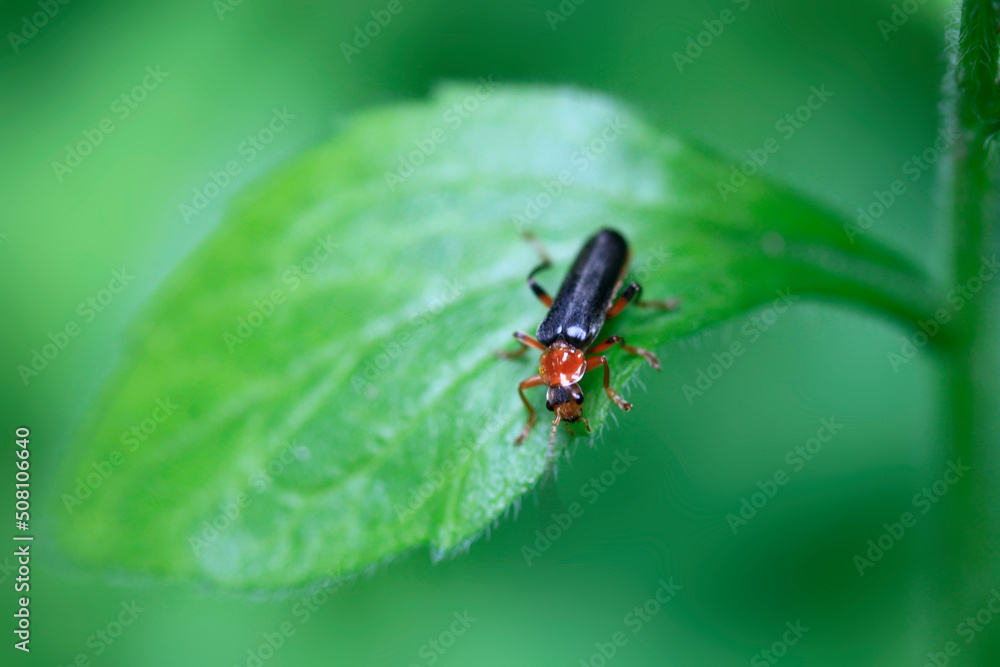Cute bug sitting on green leaf Cute bug sitting on green leaf