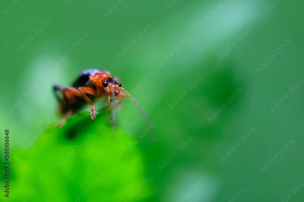 Cute bug sitting on green leaf Cute bug sitting on green leaf