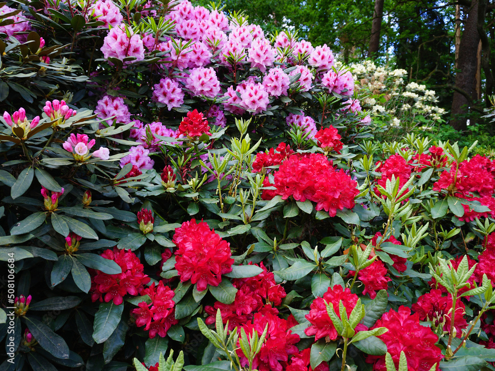 blühende Rhododendron Büsche im Frühjahr
