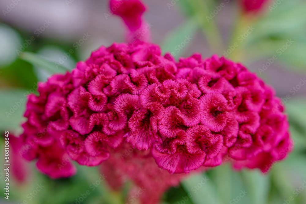 Obraz premium Red cockscomb Celosia Argentea or Chinese Wool Flower with Blurry Background