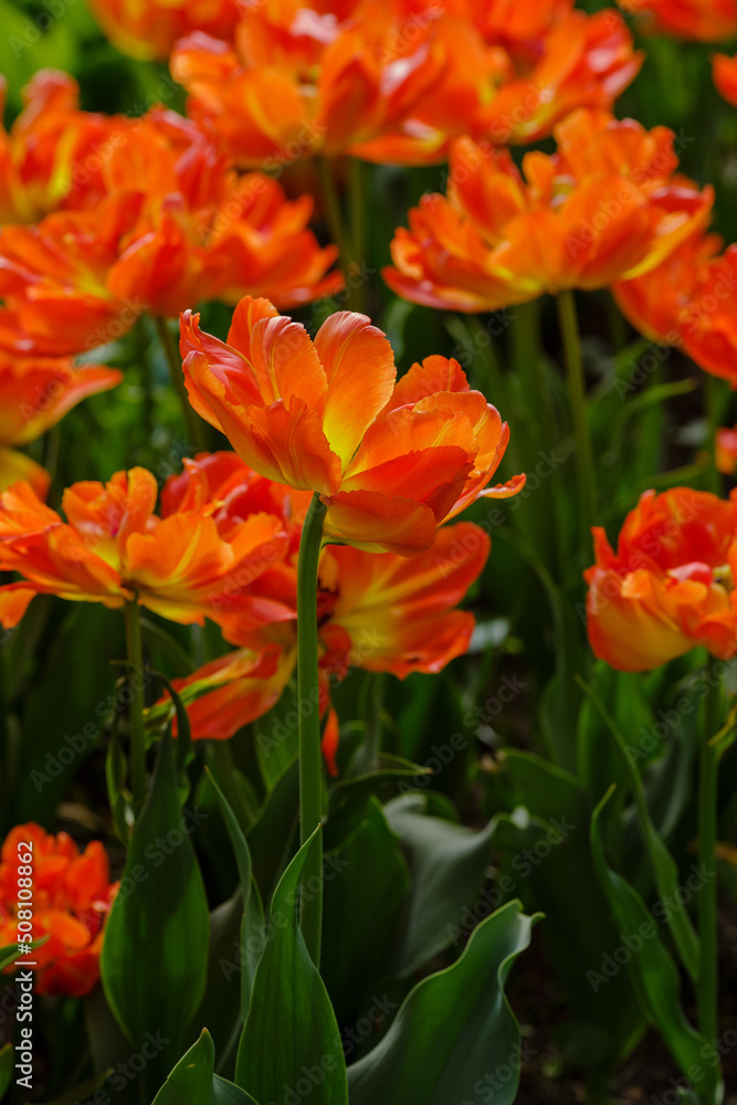 Beautiful orange tulips Monte Flame blooming in the spring garden. Cultivation of bulbous plants in landscape design.
