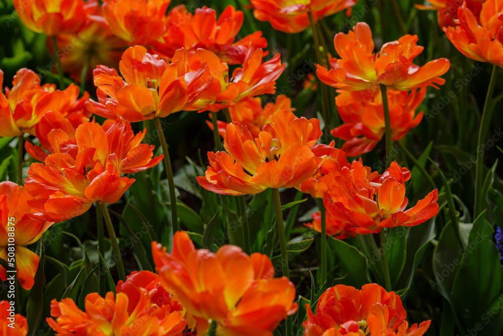 Beautiful orange tulips Monte Flame blooming in the spring garden. Cultivation of bulbous plants in landscape design. Beautiful orange tulips Monte Flame blooming in the spring garden. Cultivation of bulbous plants in landscape design.