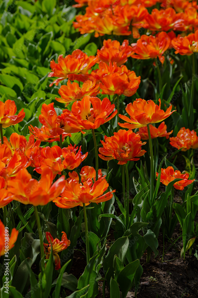 Beautiful orange tulips Monte Flame.jpg, Beautiful orange tulips Monte Flame blooming in the spring garden. Cultivation of bulbous plants in landscape design. Beautiful orange tulips Monte Flame.jpg, Beautiful orange tulips Monte Flame blooming in the spring garden. Cultivation of bulbous plants in landscape design.
