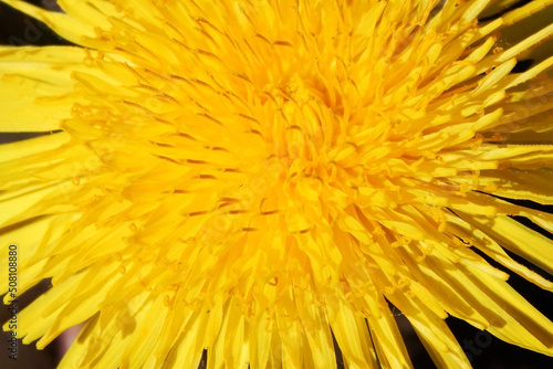 Dandelion flower close up  macro photo.