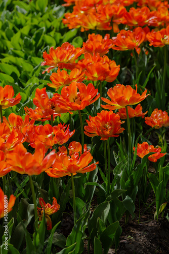Beautiful orange tulips Monte Flame.jpg  Beautiful orange tulips Monte Flame blooming in the spring garden. Cultivation of bulbous plants in landscape design.