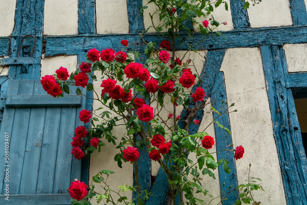 Blossom of fragrant colorful roses on narrow streets of small village Gerberoy, Normandy, France Blossom of fragrant colorful roses on narrow streets of small village Gerberoy, Normandy, France