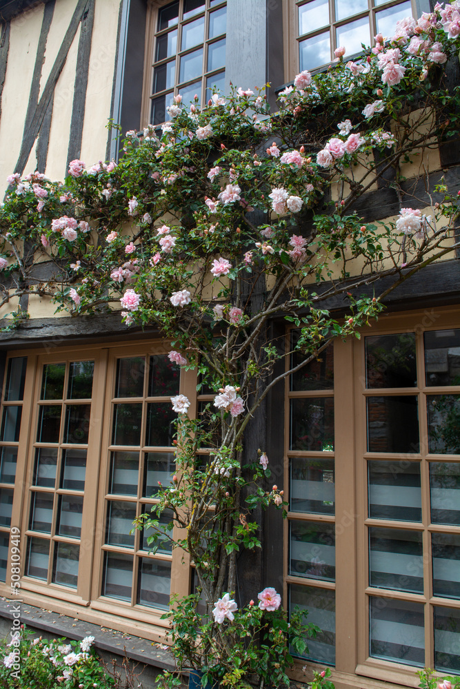 Blossom of fragrant colorful roses on narrow streets of small village Gerberoy, Normandy, France