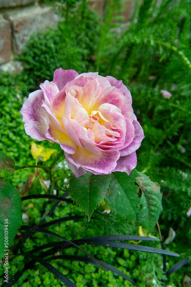 Fototapeta premium Blossom of fragrant colorful roses on narrow streets of small village Gerberoy, Normandy, France