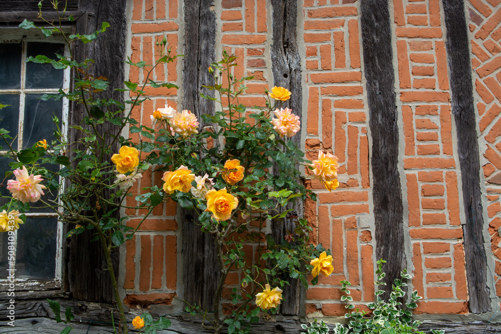 Naklejka premium Blossom of fragrant colorful roses on narrow streets of small village Gerberoy, Normandy, France