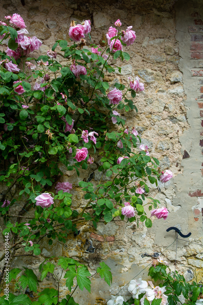Naklejka premium Blossom of fragrant colorful roses on narrow streets of small village Gerberoy, Normandy, France