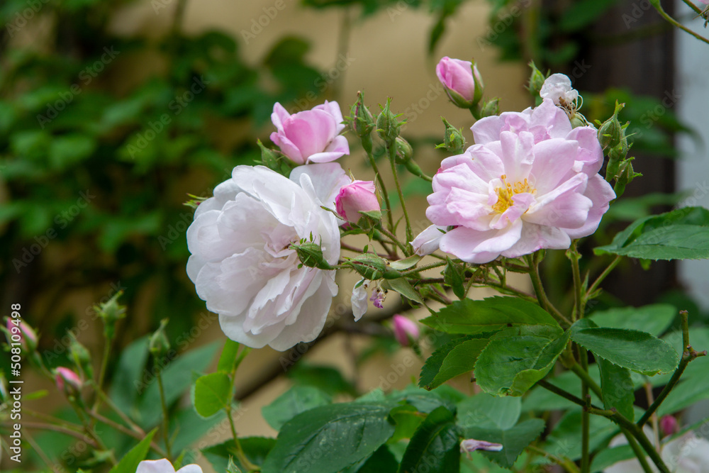 Blossom of fragrant colorful roses on narrow streets of small village Gerberoy, Normandy, France Blossom of fragrant colorful roses on narrow streets of small village Gerberoy, Normandy, France
