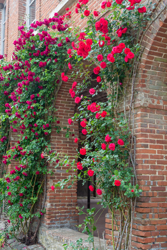 Fototapeta Naklejka Na Ścianę i Meble -  Blossom of fragrant colorful roses on narrow streets of small village Gerberoy, Normandy, France