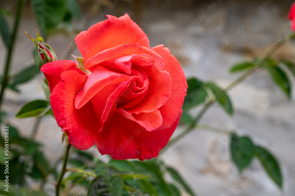Blossom of fragrant colorful roses on narrow streets of small village Gerberoy, Normandy, France Blossom of fragrant colorful roses on narrow streets of small village Gerberoy, Normandy, France