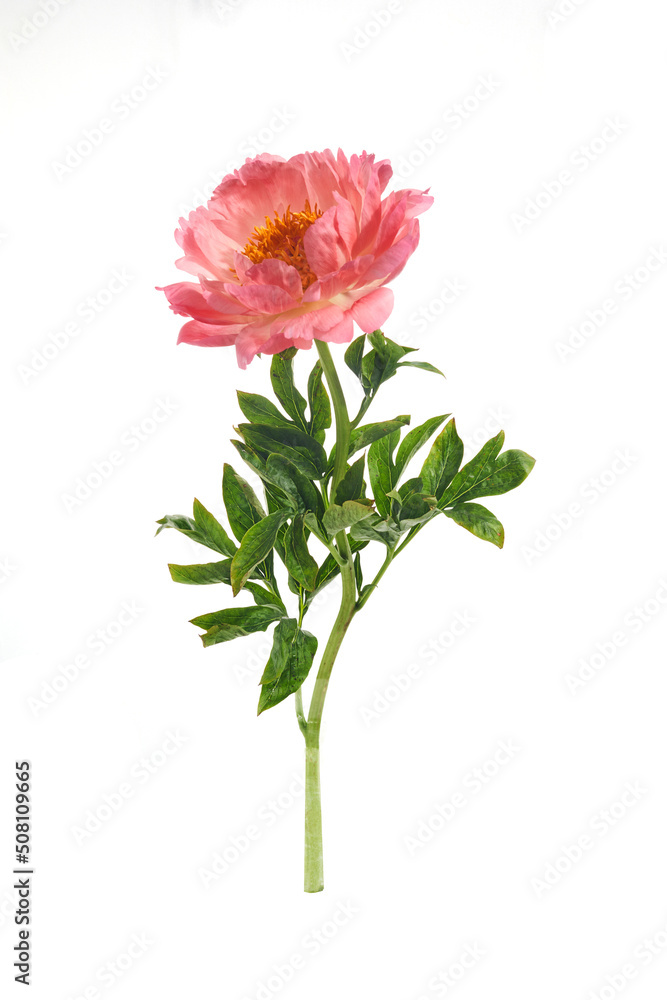 Beautiful pink peony flowers isolated on white background Beautiful pink peony flowers isolated on white background