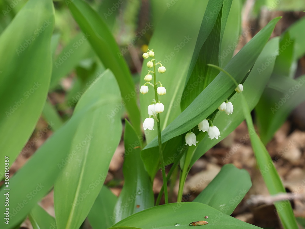 Fototapeta premium flowering lily of the valley plants in the forest