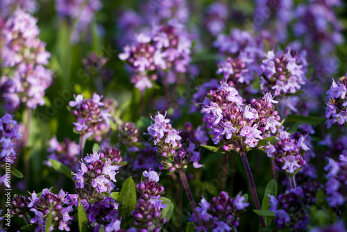Purple flowers of thyme in natural habitat. selective focus